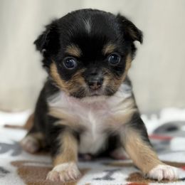 Jasper - Black and white male Chihuahua puppy in Molino, Florida from Pensacola Chi Garden