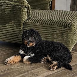 Ruk - Aussiedoodle
