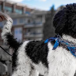 Goldendoodles from Simply Golden