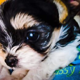 Biewer Terrier Puppies from Imperial BabyDoll Biewers