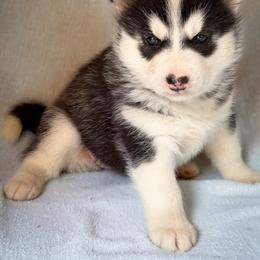 Kira - Black and white female Siberian Husky puppy in Grant City, Missouri from Timberline Paws