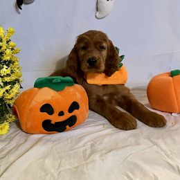 Boy 2 - Irish Setter puppy in Geauga County, Ohio from Stomar Irish Setters