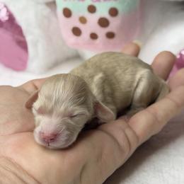 Kaluha - Red female Dachshund puppy in Fayetteville, North Carolina from RRD