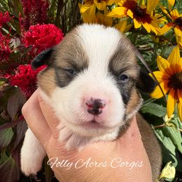 Penne - Sable female Pembroke Welsh Corgi puppy in White Hall, Maryland from Folly Acres Corgis