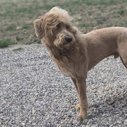 Labradoodles from Western Slope Labradoodles