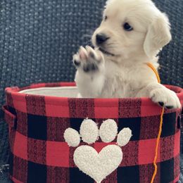 Golden Retriever Puppies from Misty River English Goldens