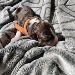 Miniature Australian Shepherd Puppies from Bornagain Paws