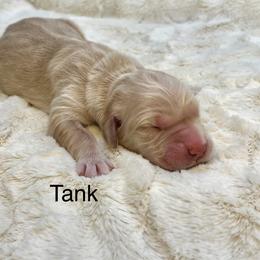 Tank - Golden male Golden Retriever puppy in New Ringgold, Pennsylvania from Hawk Mountain Doodles