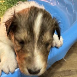 Holly - Sable and white female Collie puppy in Richmond, Kentucky from Puppy Dog City