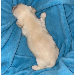 Blue collar - Cream male Dachshund puppy in High Hill, Missouri from High Hill Hounds