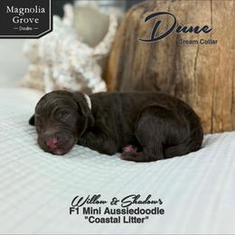 Dune - Cream Collar - Brown and white male Aussiedoodle puppy in Oxford, Alabama from Magnolia Grove Doodles