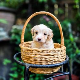Surprise - Apricot male Aussiedoodle puppy in Centreville, Mississippi from Trin's Designer Doodles