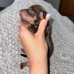 Pippin - Chocolate and tan male Dachshund puppy in Woodville, Wisconsin from Dairyland Dachshunds