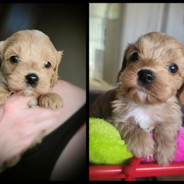 Cavapoos and Chihuahuas from Kings Peak kennel