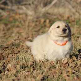 Golden Retriever Puppies from Golden Barnes Kennel