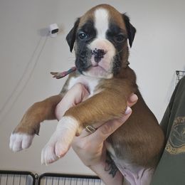 Ginny - Fawn female Boxer puppy in Piedmont, South Carolina from SmashBox Kennel