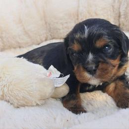 Banjo - Black and tan male Cavalier King Charles Spaniel puppy in Winthrop, New York from McMahon's Cavalier King Charles Spaniels