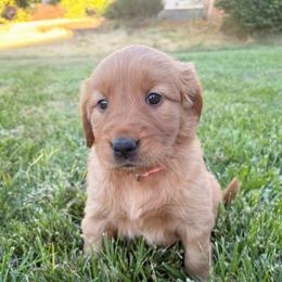 Light Pink - Dark golden female Golden Retriever puppy in Mountain Home, Idaho from Poppy's Garden Golden Retrievers