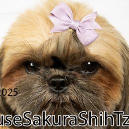 Shih Tzu puppies from House Sakura Shih Tzu