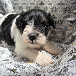 Barbara Jeanne - Parti female Miniature Schnauzer puppy in Biggs, California from Melton's Mini Schnauzers