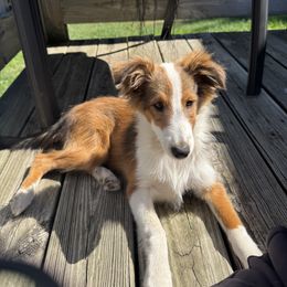 Bernese Mountain Dog and Shetland Sheepdog Puppies from Heslip Family Puppies