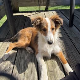 Bernese Mountain Dog and Shetland Sheepdog Puppies from Heslip Family Puppies