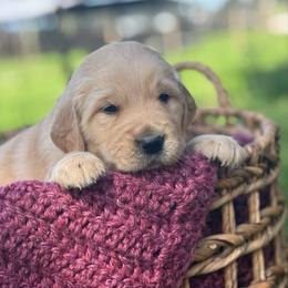 Orange Boy - Light golden male Golden Retriever puppy in Scio, Oregon from Stackhouse Family Farm