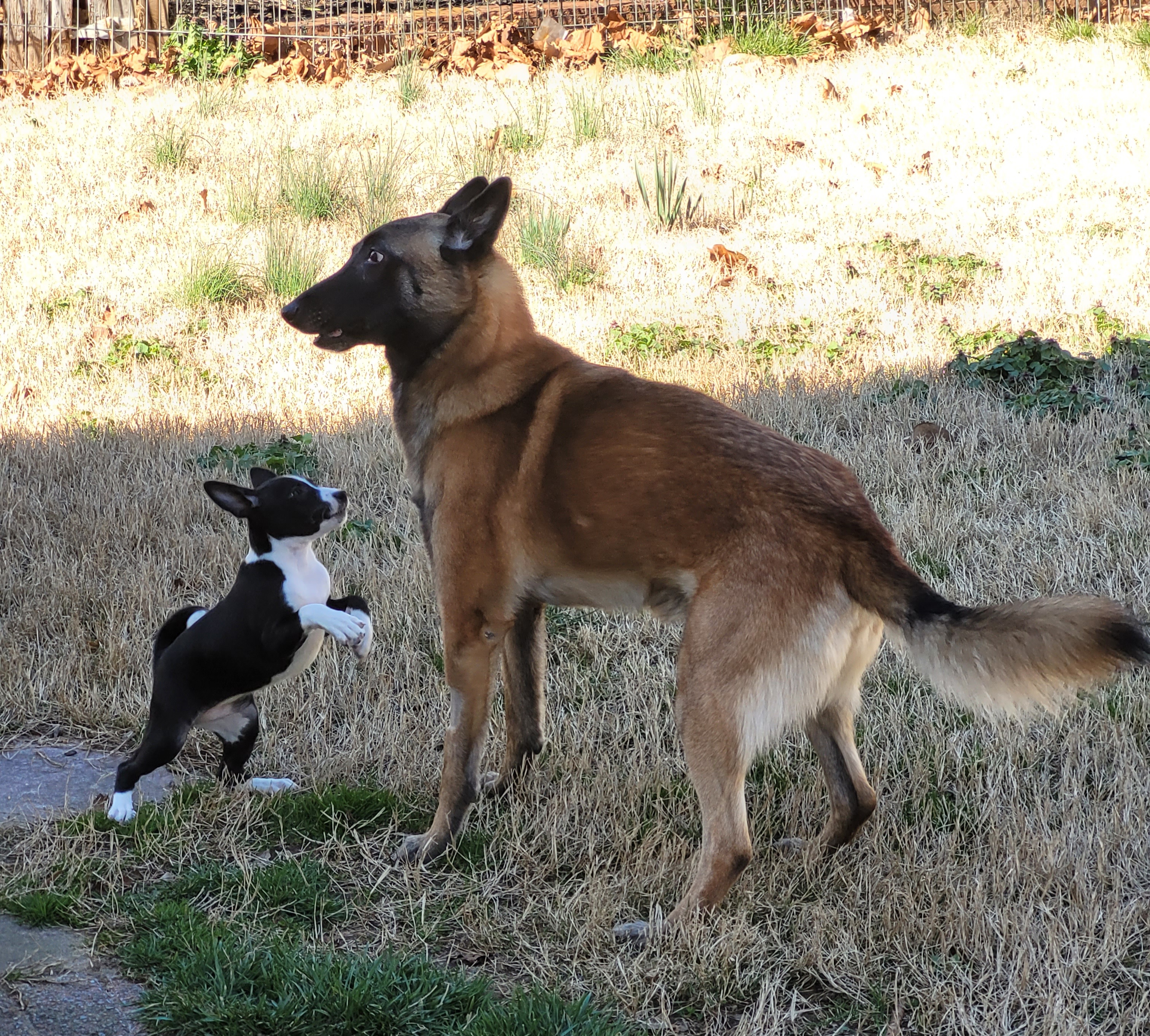 Basenjis from Tammen's Kennel