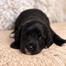 Sassafras - Black and white male Bernedoodle puppy in Travelers Rest, South Carolina from Bernedoodle.do