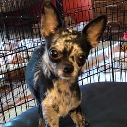 Bubbles - Chihuahua