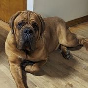 Gordo - Dogue de Bordeaux