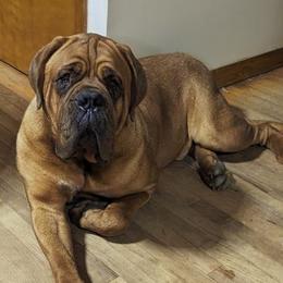 Gordo - Dogue de Bordeaux