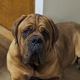 Gordo - Dogue de Bordeaux