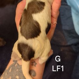 Girl 1 - Liver and white German Shorthaired Pointer puppy in Appleton, Wisconsin from Kay Quaintance's German Shorthaired Pointers
