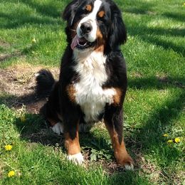 June - Bernese Mountain Dog