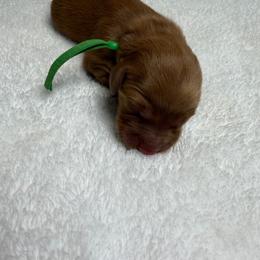 Ava (green female) - Dark golden female Golden Retriever puppy in Stigler, Oklahoma from Red MAX Golden Retrievers