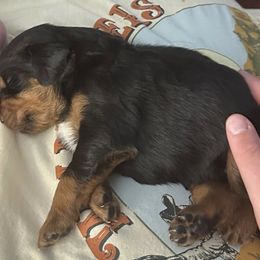 Gordon Setter Puppies from Jackie Watson