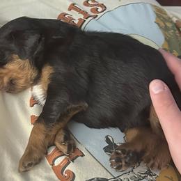 Gordon Setter Puppies from Jackie Watson