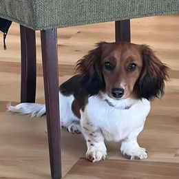 Charlie - Dachshund
