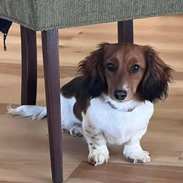 Charlie - Dachshund