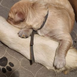 Gray - Golden male Golden Retriever puppy in Lucasville, Ohio from Halo Kennels