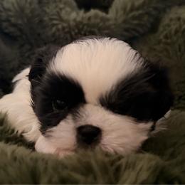 Boy 1 - Black and white male Shih Tzu puppy in Peoria, Arizona from Jodi’s Shihtzus