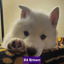4 (brown) - White female Siberian Husky puppy in Dane, Wisconsin from Sunny Hurricane Siberians