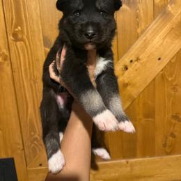 Thyme - Black tan and white male Siberian Husky puppy in West Baldwin, Maine from Douglas Mountain Farm and Kennel