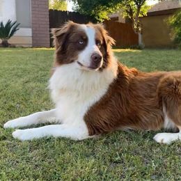 Australian Shepherds from Kern Aussies