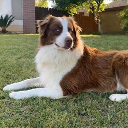 Australian Shepherds from Kern Aussies