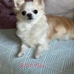 Chihuahua All Grown Up from Knox Rock'n Chihuahuas
