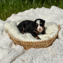 Vito - Tri-color male Bernedoodle puppy in Bremen, Indiana from Farmland Doodles