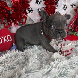 Maverick - Blue male French Bulldog puppy in Waitts Lake, Washington from Best Friend standard Frenchies