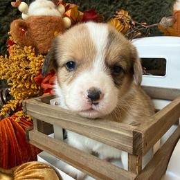 Toffee - Sable merle and white female American Corgi puppy in Paxton, Illinois from McGovern Family Corgis